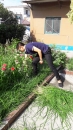 除去雜草，美化家園。