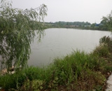 臨近端午，總經(jīng)理劉月琴組織人員農(nóng)莊采摘。