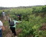 臨近端午，總經(jīng)理劉月琴組織人員農(nóng)莊采摘。